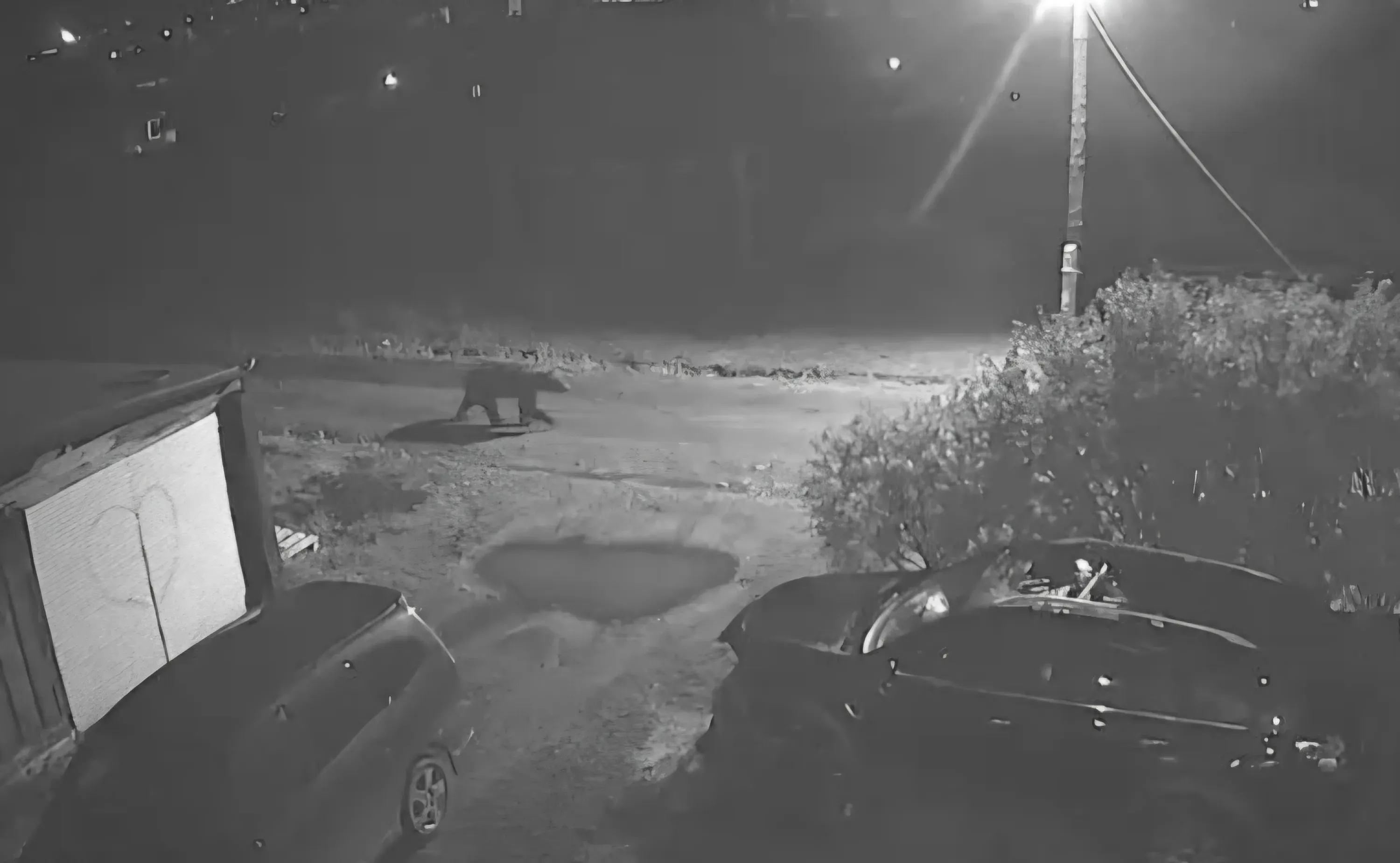 Медведи выходят к людям в Нижнеудинском районе